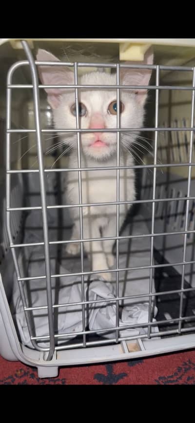 Diff eye coloured Persian cat