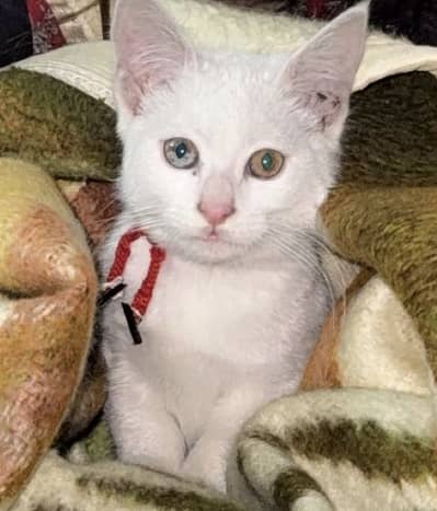 Diff eye coloured Persian cat