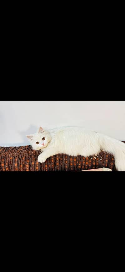 Stunning Snow-White Persian Cat | Vaccinated & Friendly.