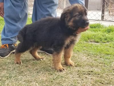 German shepherd puppies pair