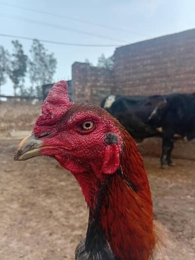 barmi x Thai ka ha Acha pahta ha