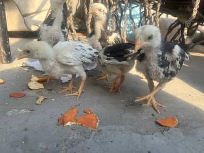 Top Quality Aseel Chicks for Sale