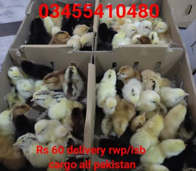 (Golden Misri ) (Australorp) (lohman brown) (Rir) (broiler) (layer)