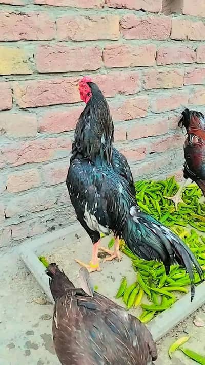 Mianwali And LASANI BLOODLINE MALE