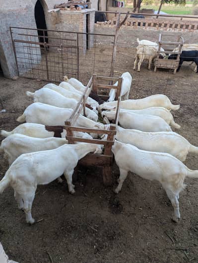 bakray goats gulabi rajan puriay