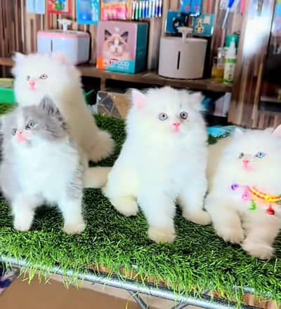Persian | Cat baby | kittens | fluffy Low price   0Ʒ458786ᴥ୨7 ωᗩŤ$P