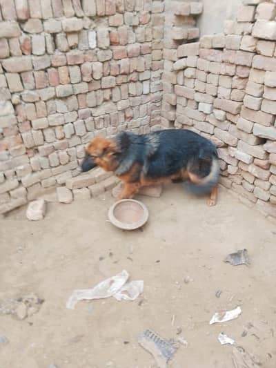 Jerman shepherd female