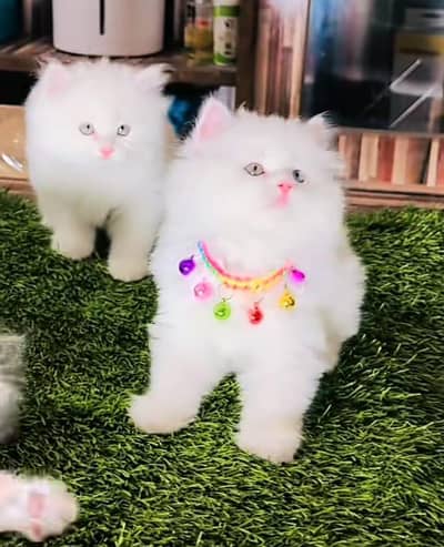 Persian | Cat baby | kittens | fluffy Low price   0Ʒ458786ᴥ୨7 ωᗩŤ$P