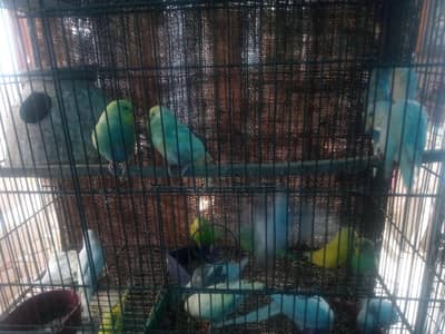 TOP QUALITY PITE BUDGIE'S