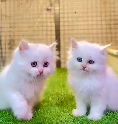 Persian | Cat baby | kittens | fluffy Low price   0Ʒ458786ᴥ୨7 ωᗩŤ$P