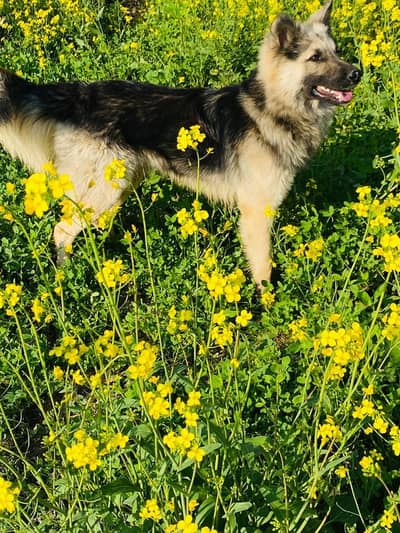 Ee dog gher main hum our him dog ka carobar nahi karta shoqya dog