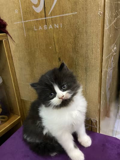 Pair Persian kitten available