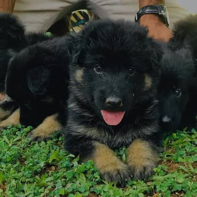 Jerman shepherd puppies pair