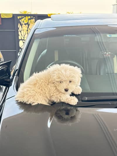 shihtzu healthy male puppy