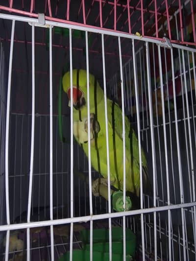 خوبصورت سبز طوطا دستیاب ہے