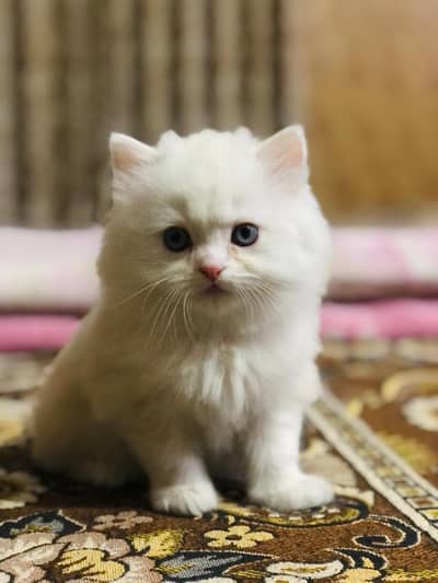 persion kitten