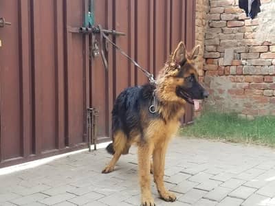 Jerman shepherd female