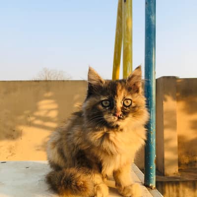 Fluffy Tiger color Cat for sale