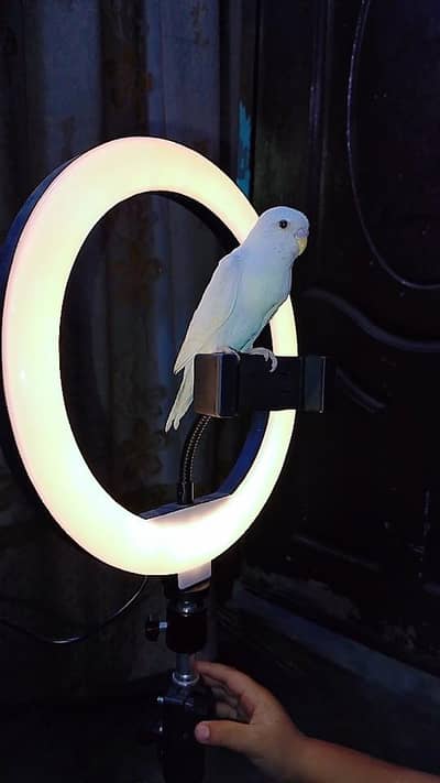 buggies for sale location lahore