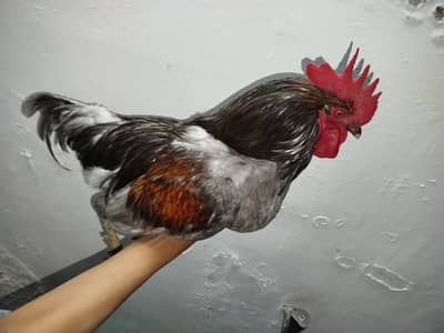 cookforsaledesi \desimurga forsaleinsta+number 03298899824 @asimjutt_4