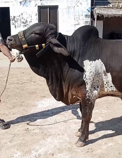 Bachra cow for Qurbani 2026