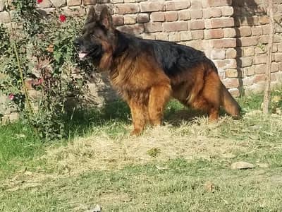 German shepherd female