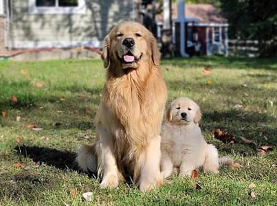 gold retriever puppies 03425655411