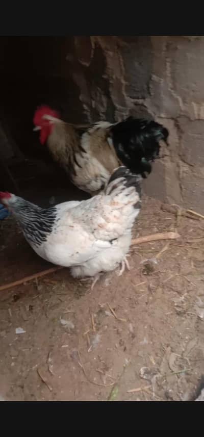 Light Sussex hens pair