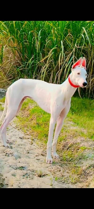 White Champion Dog for Sale – 10 Month Old | Height 30 Inches