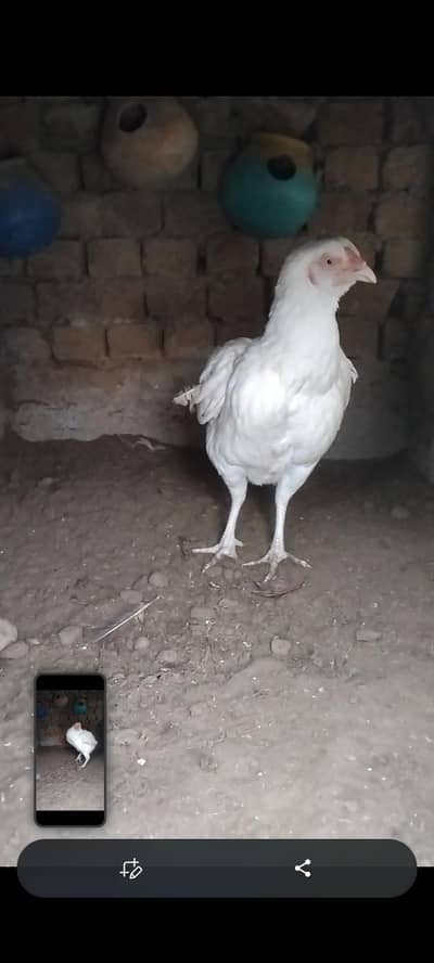 white Aseel Female