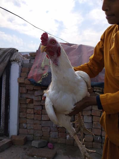 Pure Aseel Murga For Sale