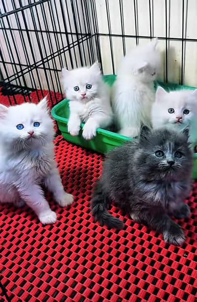 Persian | Cat baby | kittens | fluffy Low price   0Ʒ458786ᴥ୨7 ωᗩŤ$P