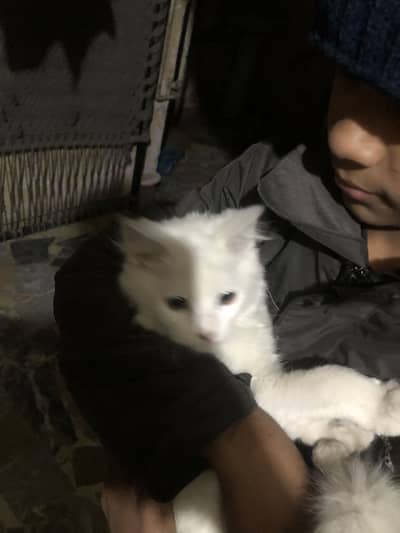 White persian cat