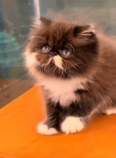 Persian | Cat baby | kittens | fluffy Low price   0Ʒ458786ᴥ୨7 ωᗩŤ$P