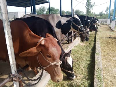 Dairy | Cow  | Sahiwal | fresian | jursy | cholistani