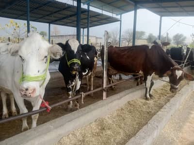 Dairy | Cow  | Sahiwal | fresian | jursy | cholistani