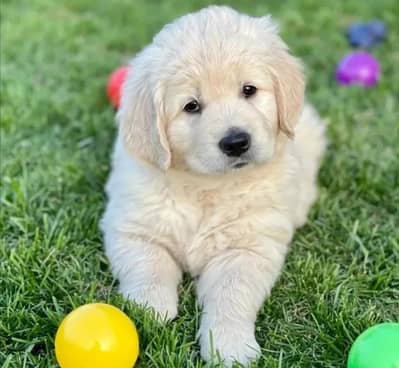 golden retriever puppy 03425655411