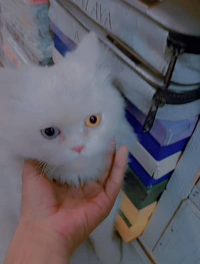 Persian cat