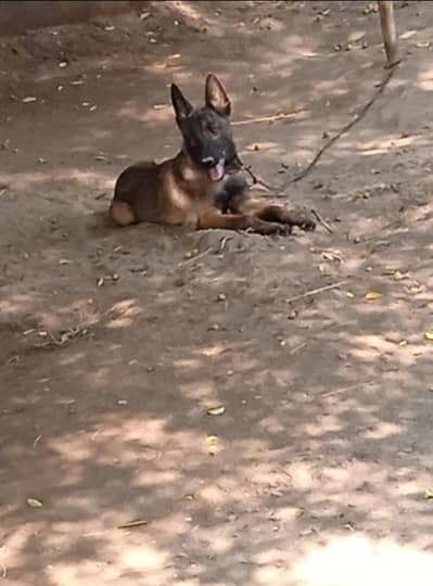 Belgian malinois female