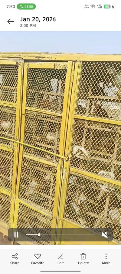 sirf khokha kabooter nhi hain