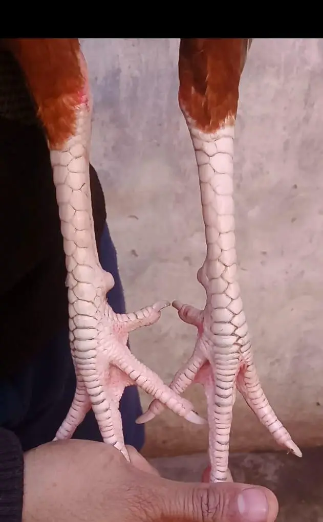 Pure lakha aseel mianwali for sale — photo 2