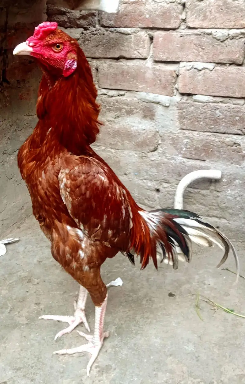 Pure lakha aseel mianwali for sale — photo 4