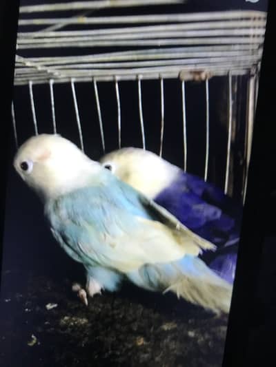 Blue opline palefellow pair