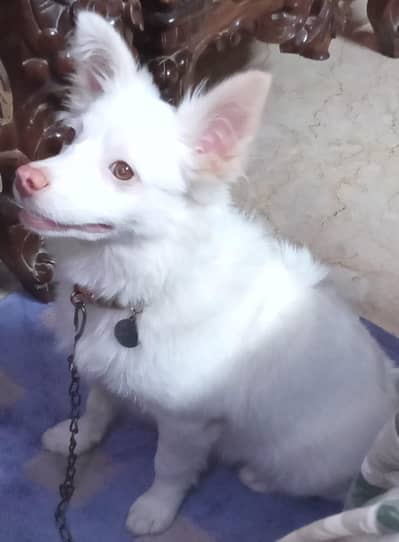 argent dog for sell 03002145645