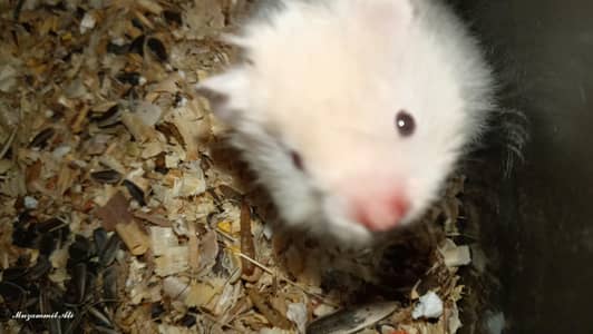 Hamster female