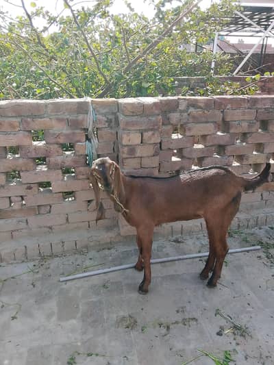 nagra Babu Pathan blood line