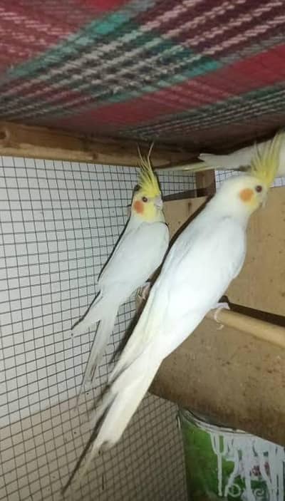 cocktail breeder peir