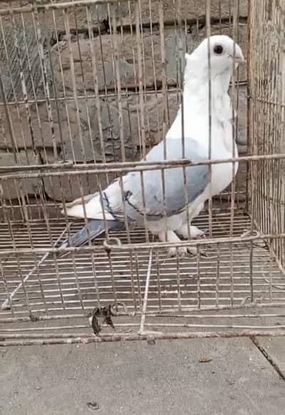 sentient blue bar breeder male in good quality available