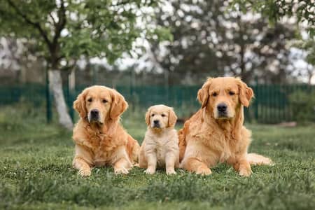 golden retriever puppy 03425655411