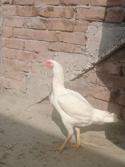 heera female with 5 chicks